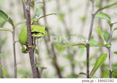 カエル 39002582