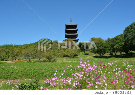 コスモスと青空の美中国分寺五重塔の写真素材