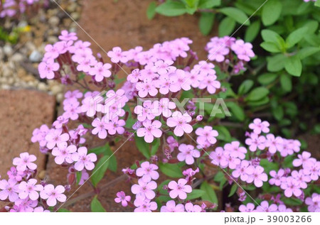 サポナリア オキモイデス サポナリア オキモイデス 39003266