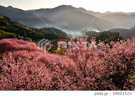 桑田山雪割桜 39003524
