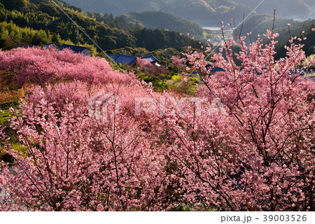 桑田山雪割桜 39003526