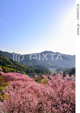 桑田山雪割桜 39003528