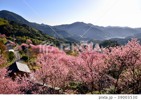 桑田山雪割桜 39003530