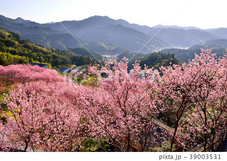 桑田山雪割桜 39003531
