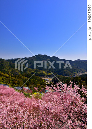 桑田山雪割桜 39003540