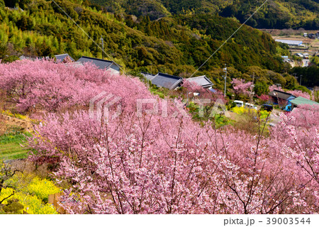 桑田山雪割桜 39003544