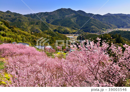 桑田山雪割桜 39003546