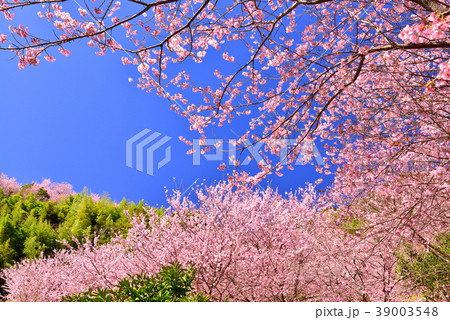 桑田山雪割桜 桑田山雪割桜 39003548