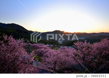 桑田山雪割桜 39003551