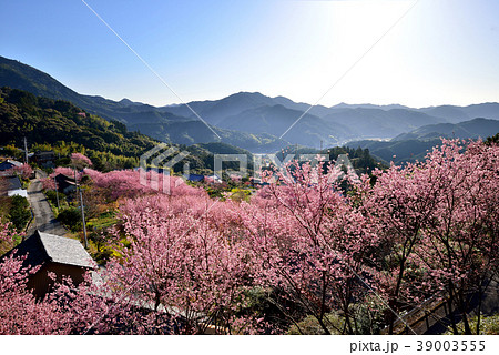 桑田山雪割桜 39003555