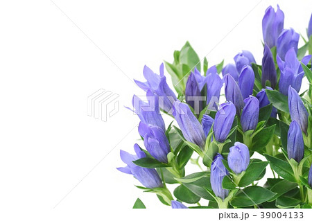 リンドウ 白背景 青花の写真素材