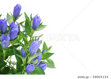 リンドウ 白背景 青花の写真素材