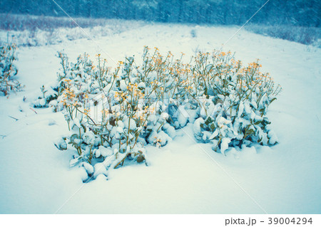 The blooming field of rape covered with snow The blooming field of rape covered with snow 39004294