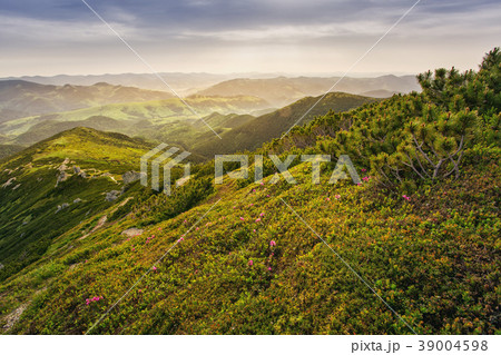 Summer landscape. Flowers of pink rhododendron in Summer landscape. Flowers of pink rhododendron in 39004598