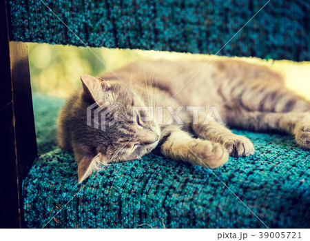 Cat sleeping serenely on a chair Cat sleeping serenely on a chair 39005721