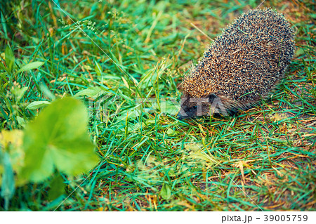 Hedgehog walking in the grass Hedgehog walking in the grass 39005759