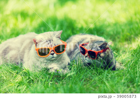 Two cats wearing sunglasses lying in a grass Two cats wearing sunglasses lying in a grass 39005873