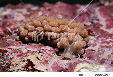 キッカミノウミウシ キッカミノウミウシ 39005897