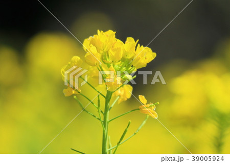 都心の菜の花 都心の菜の花 39005924