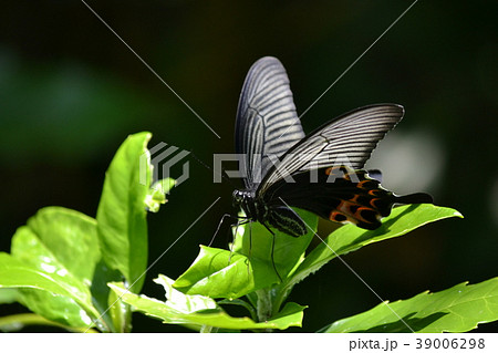 クロアゲハ クロアゲハ 39006298