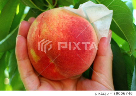 桃狩りをする男性の手 2017年7月 桃狩りをする男性の手 2017年7月 39006746