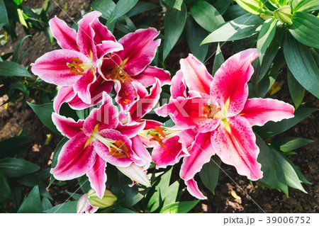 Beautiful pink lily flower in botanic garden 39006752