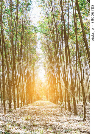 Tropical Rainforest Landscape in north 39006788