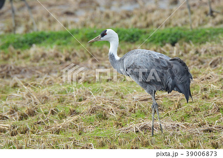 ナベヅル（鹿児島県出水市） 39006873