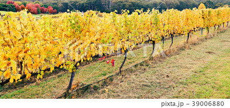 Yellow grape vines in autumn Yellow grape vines in autumn 39006880