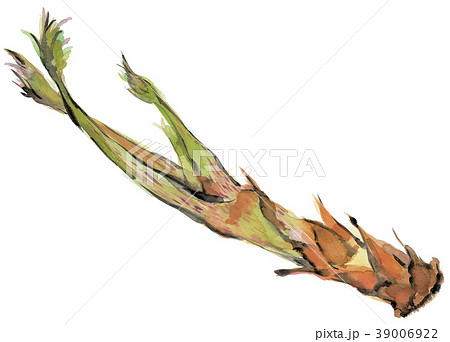 水彩 ウド 独活 水彩 ウド 独活 39006922