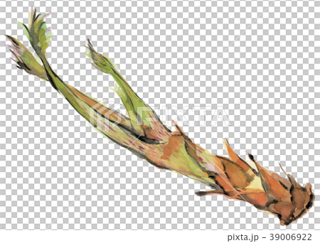 水彩 ウド 独活 水彩 ウド 独活 39006922