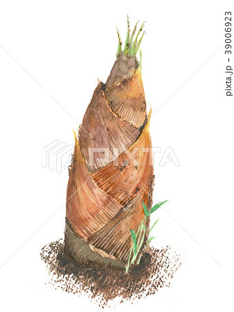 タケノコ　筍 39006923