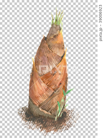 タケノコ　筍 39006923