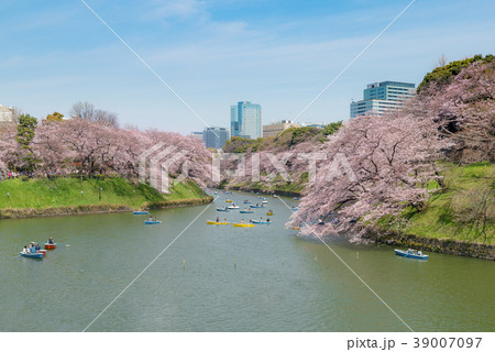 View of massive cherry blossom in Tokyo, Japan View of massive cherry blossom in Tokyo, Japan 39007097