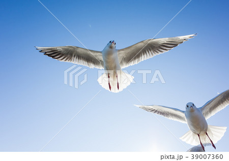 かもめ 39007360