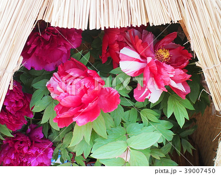 寒牡丹 寒牡丹 39007450