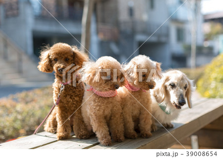 愛犬の散歩 愛犬の散歩 39008654