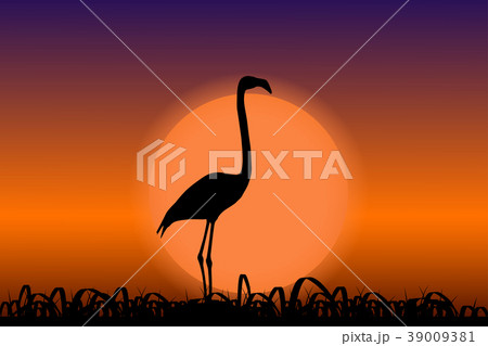 Flamingo in sunset. Black silhouette 39009381