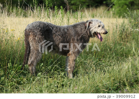 Amazing irish wolfhound standing alone 39009912