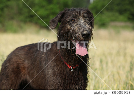 Amazing irish wolfhound standing alone 39009913