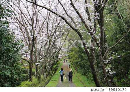 公渕森林公園の桜並木道 公渕森林公園の桜並木道 39010172