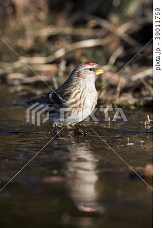 Common redpoll (Acanthis flammea) Common redpoll (Acanthis flammea) 39011769