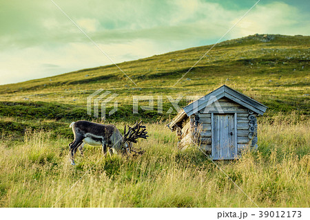 deer grazing in a meadow in Lapland 39012173