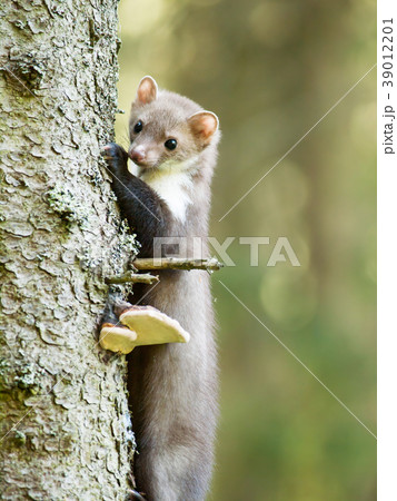 Martes foina -Stone  marten climbing up on tree 39012201
