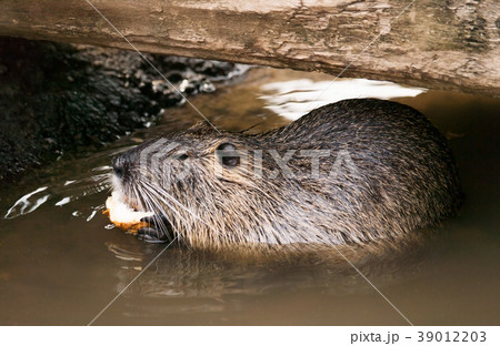 Coypu eating in the water - Myocastor Coypus 39012203