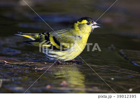 Eurasian siskin (Spinus spinus) 39012395