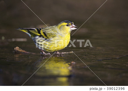 Eurasian siskin (Spinus spinus) 39012396