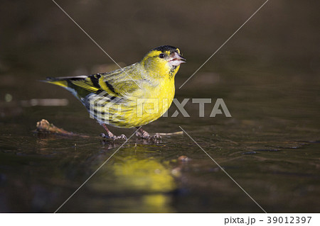 Eurasian siskin (Spinus spinus) 39012397