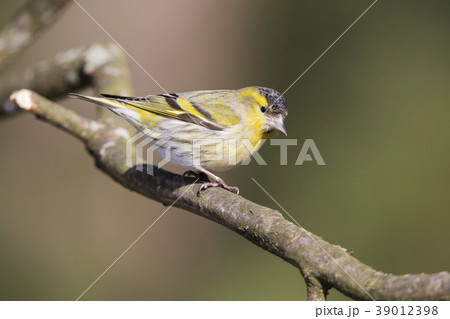 Eurasian siskin (Spinus spinus) 39012398