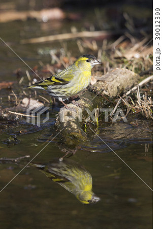 Eurasian siskin (Spinus spinus) 39012399